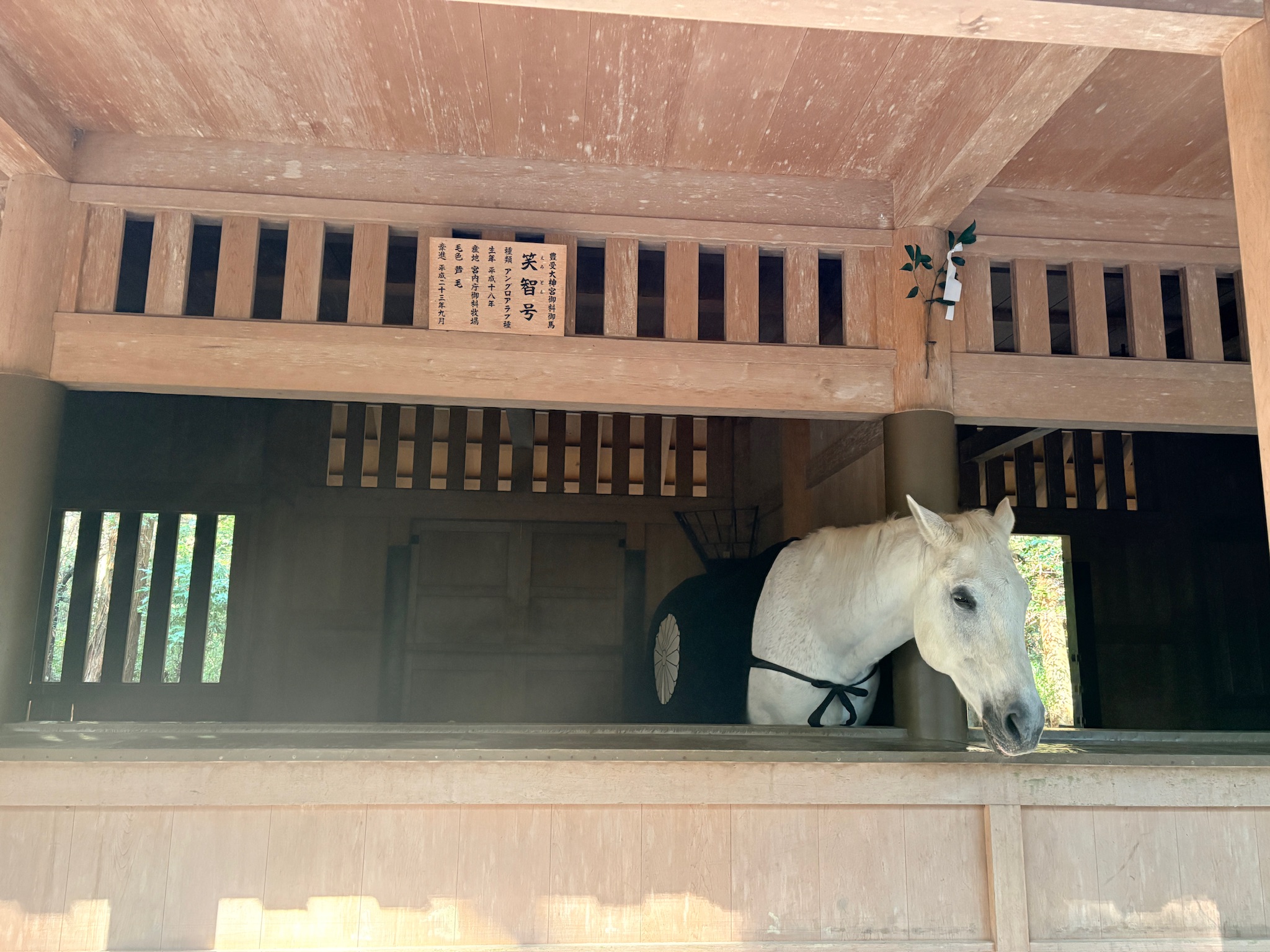 外宮の白馬・笑智号