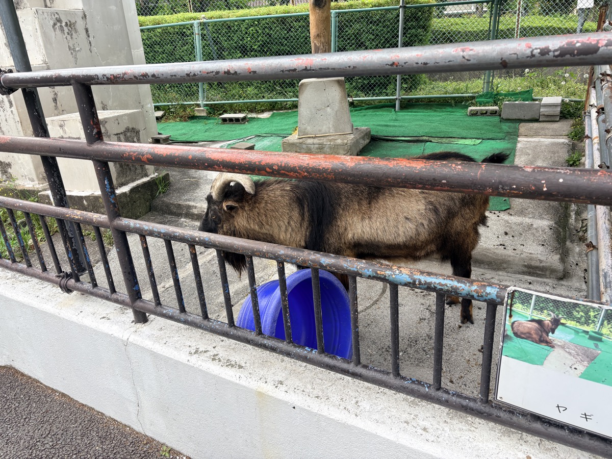 こども動物園のヤギ