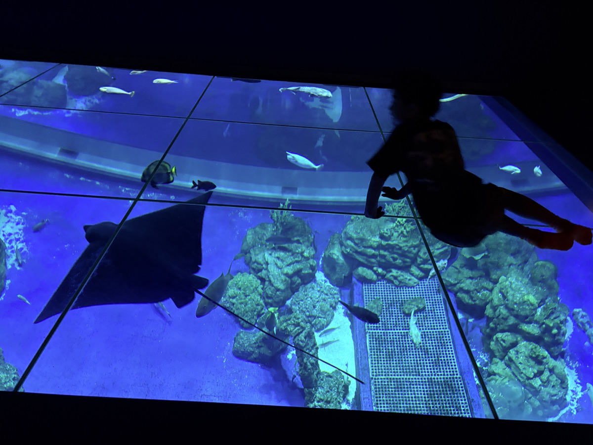 DMMかりゆし水族館